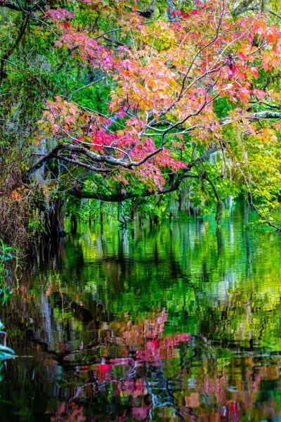 Wekiva River