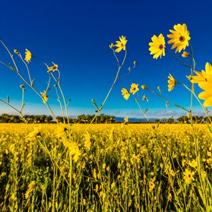 Golden Field