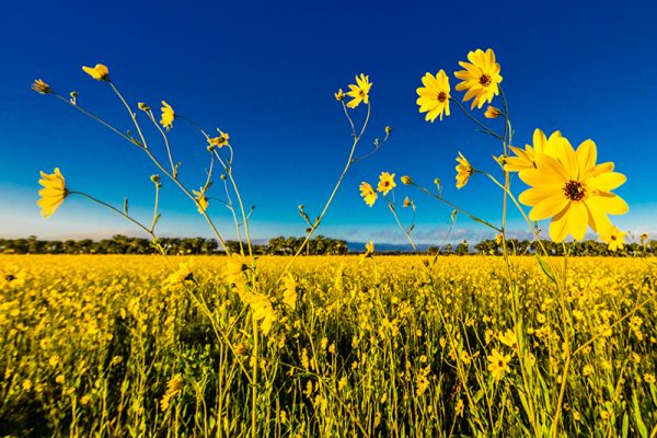 Golden Field