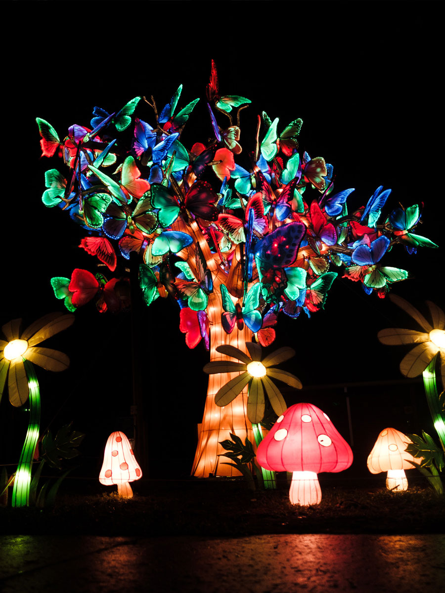 Asian Lantern Festival Butterfly Tree
