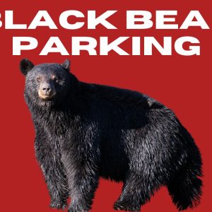 Black Bear Parking Lot Downtown Sanford