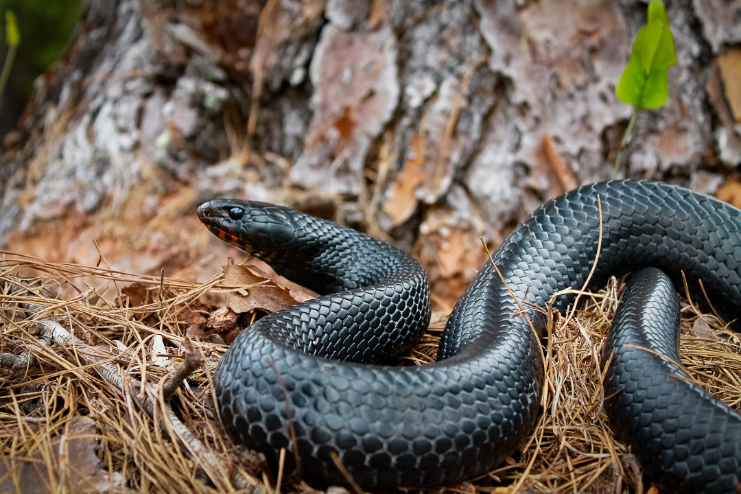Celebrate the Wildlife of America